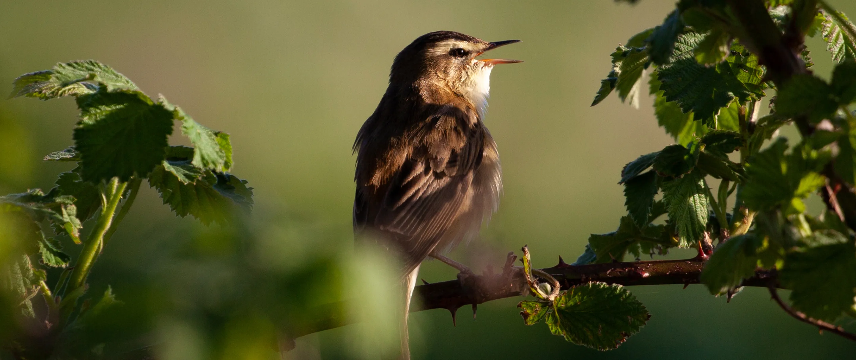 Biodiversity Management
